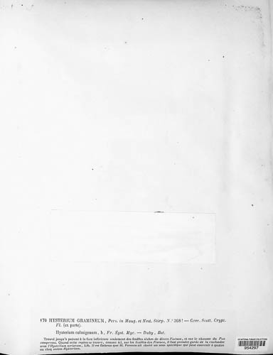 Lophodermium gramineum image
